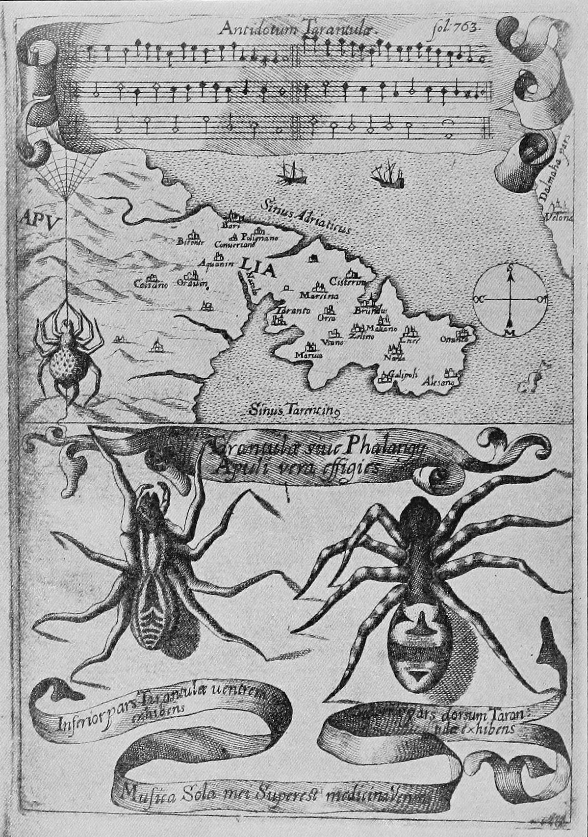 The original Antidotum Tarantulæ by Athanasius Kircher