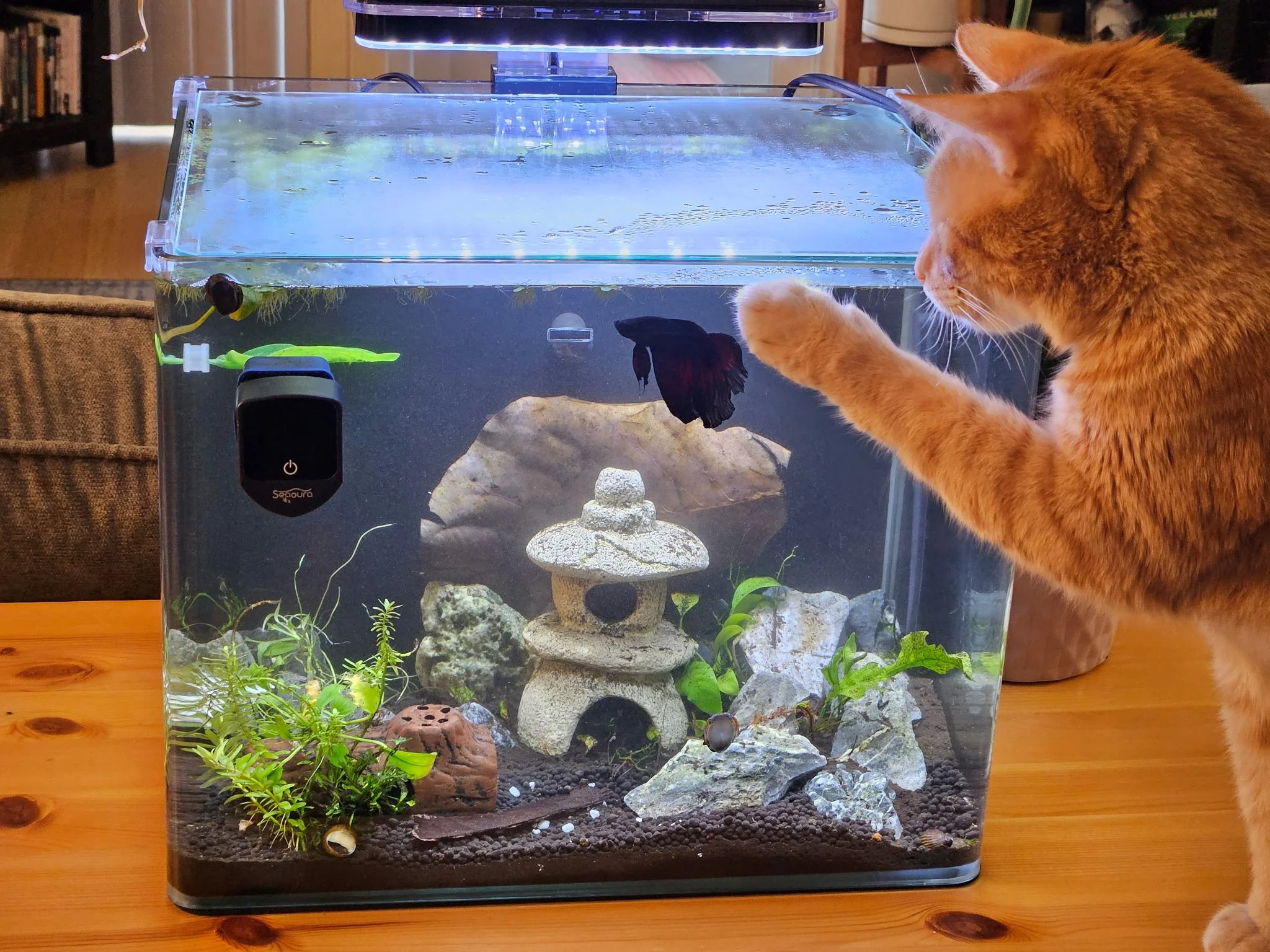 Toney supervising an aquarium