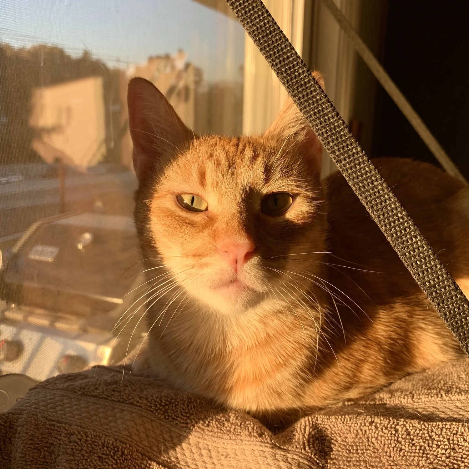 Toney sitting in warm sunlight beside a window