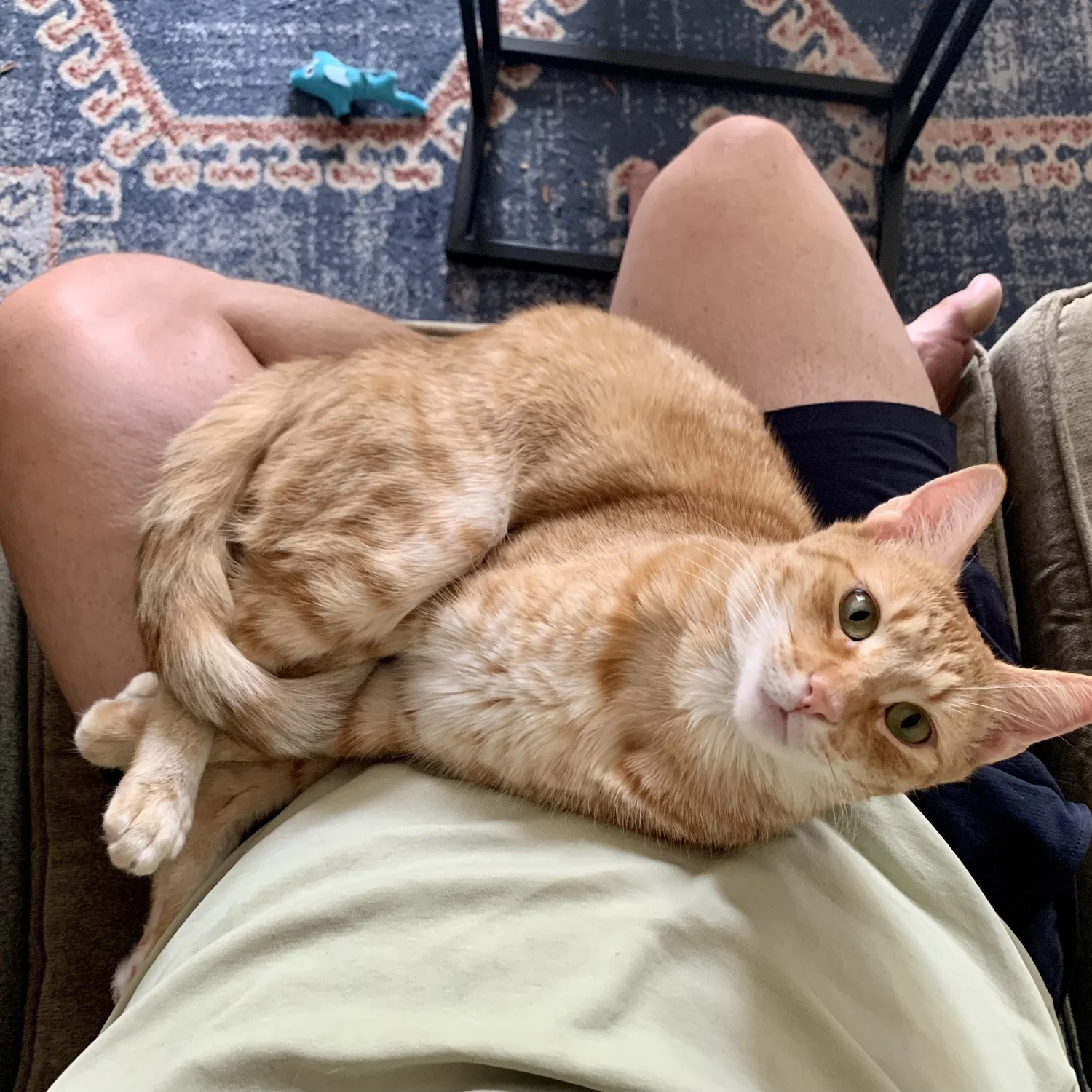 Toney, an orange tabby cat, resting on a lap