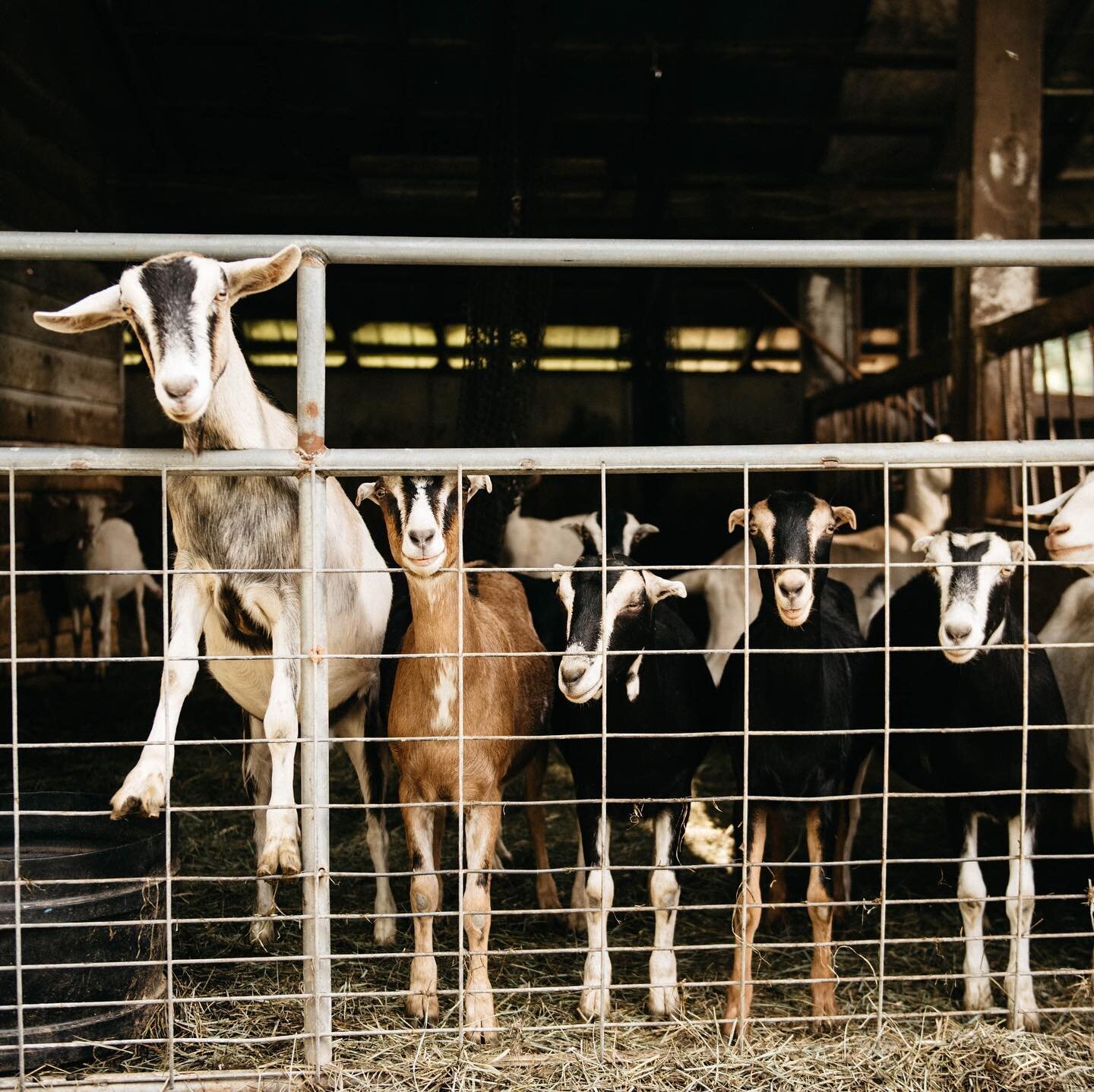 Goat’s Pride Dairy | Photo by @goatspridedairy on Instagram