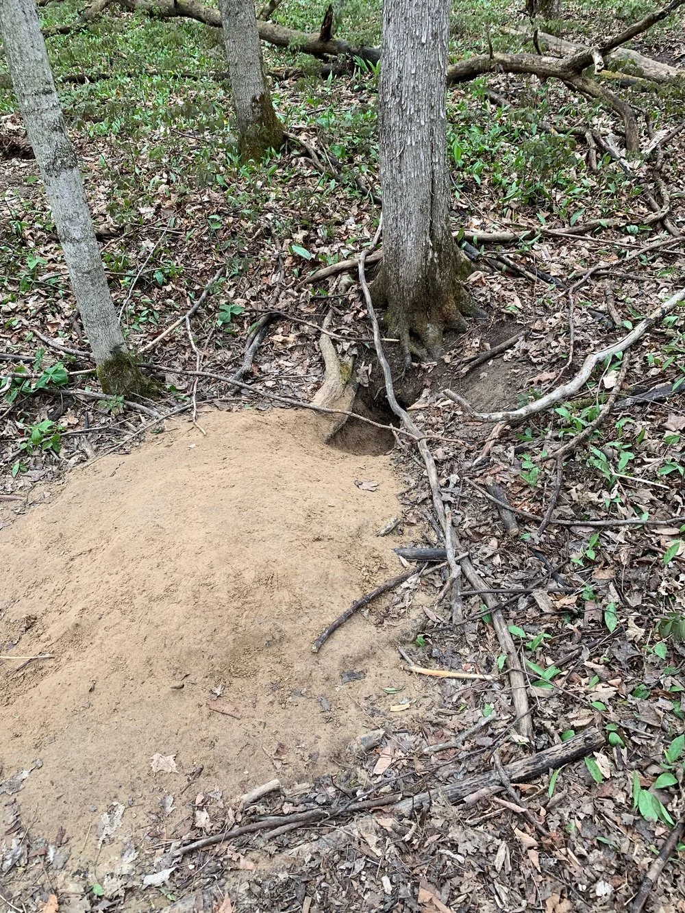 RED FOX KITS - Field Notes May 26, 2019