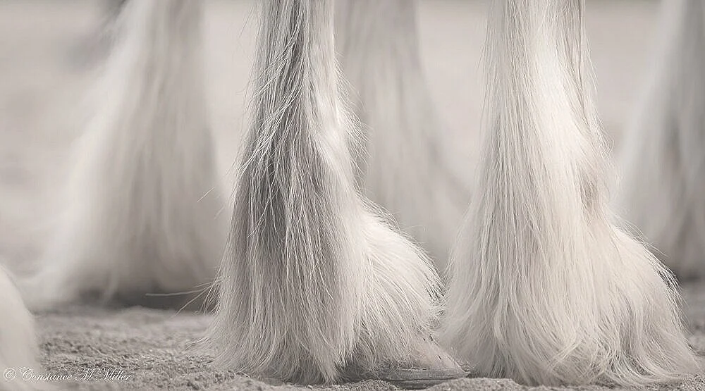 Horse Feathers