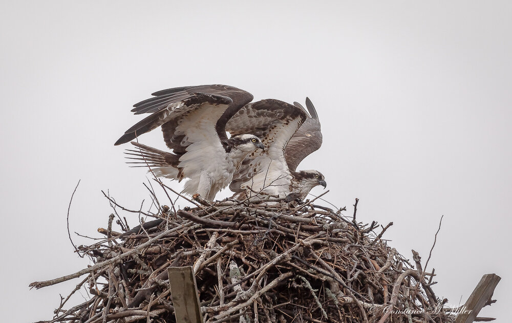The Nesting Pair