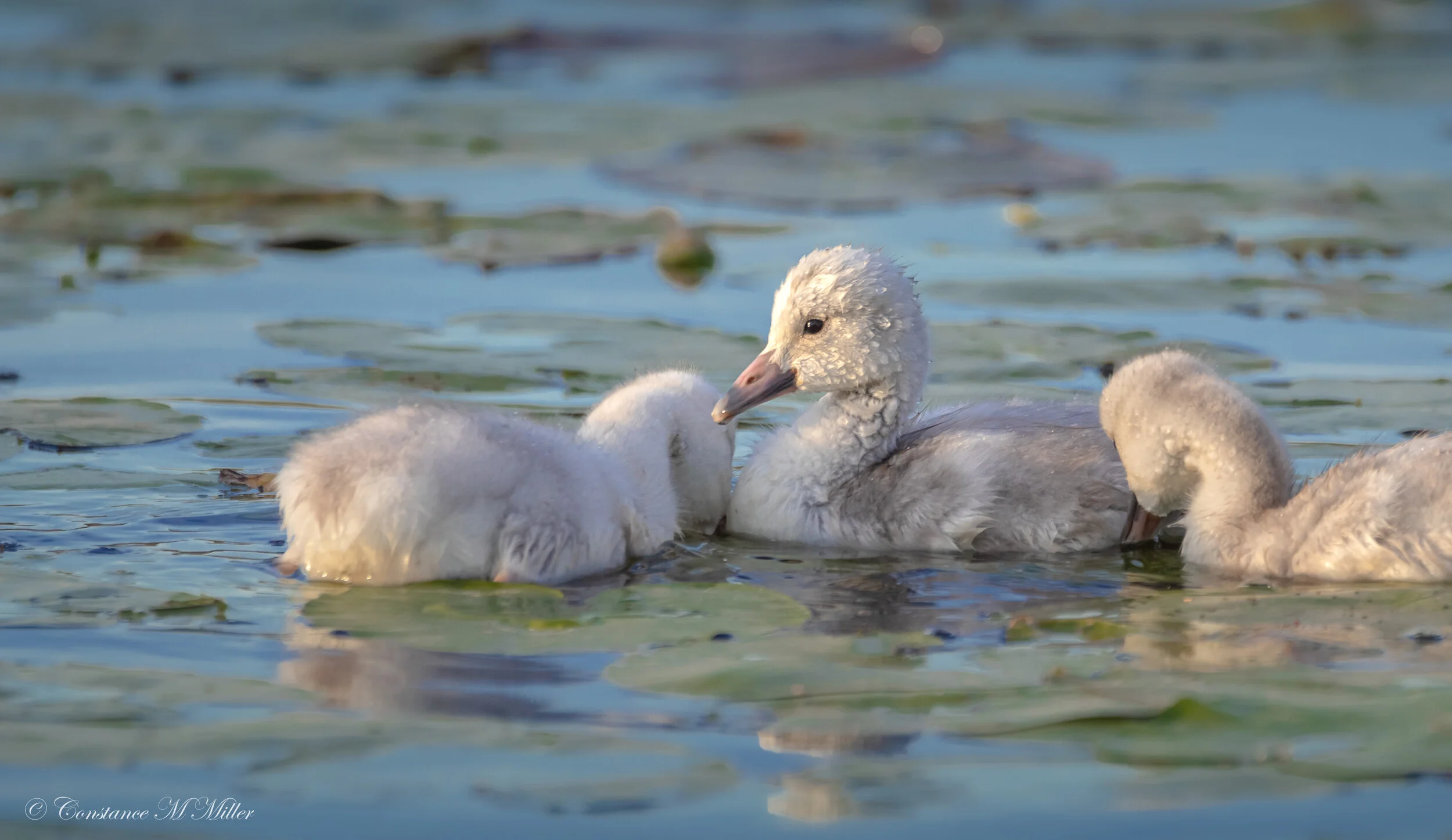 Trumpeter Swans Through My Lens
