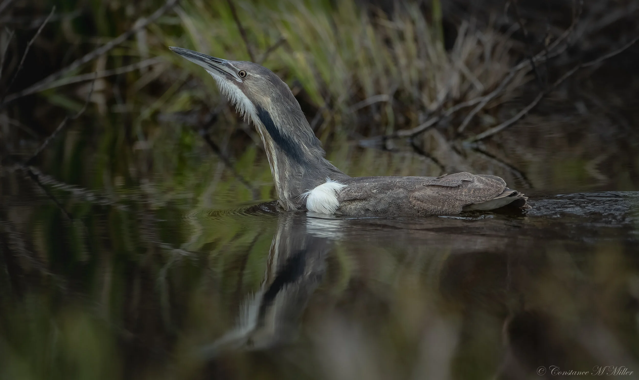 Bittern.jpg