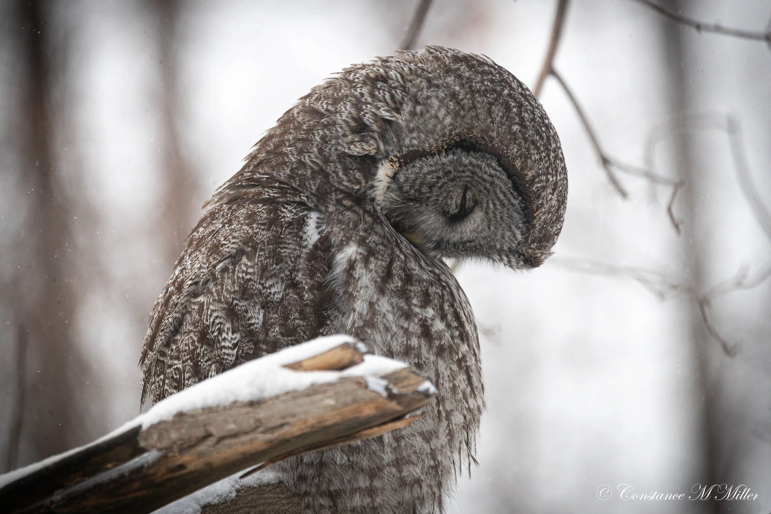Great Gray Owl 5A.jpg