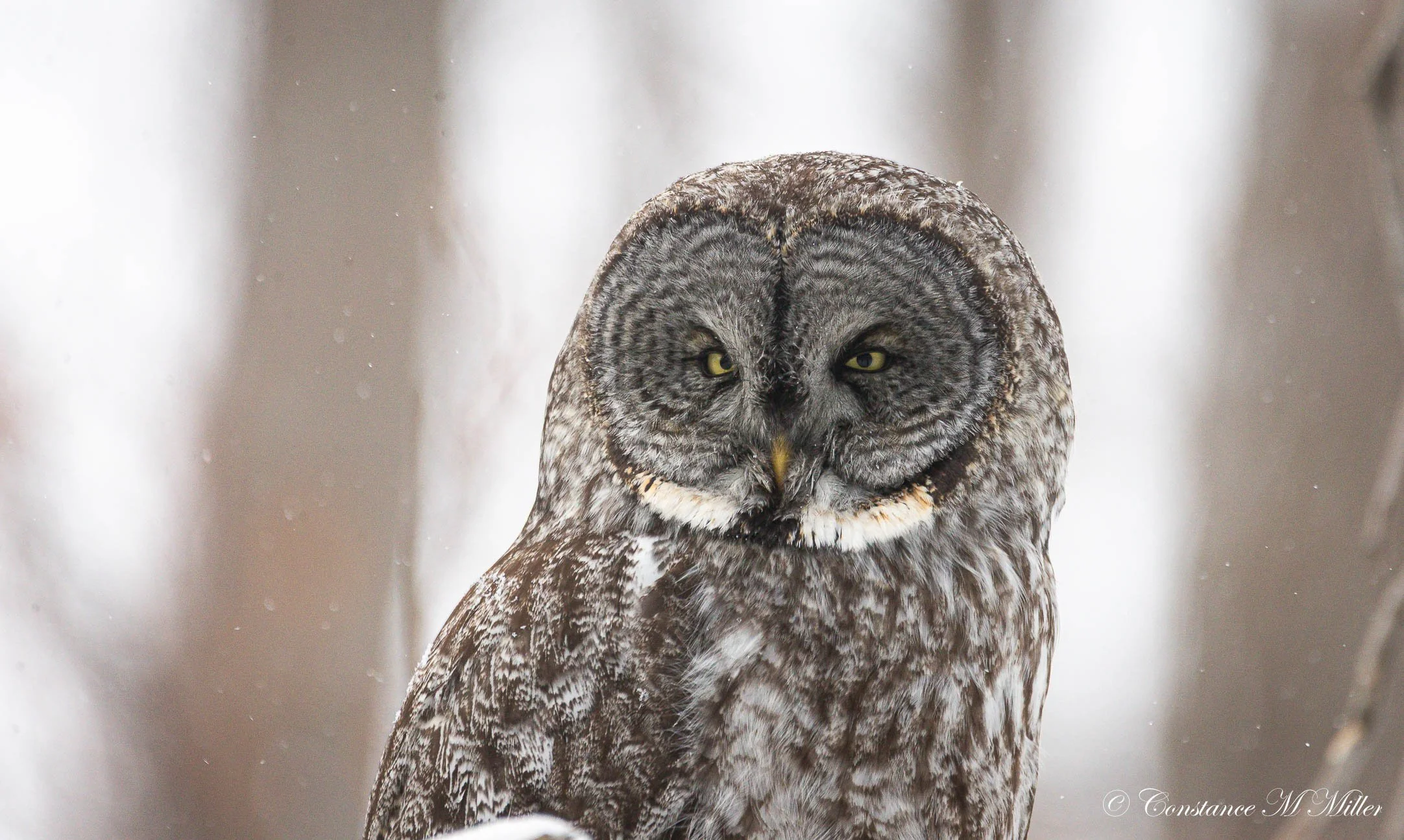 A MOST DAPPER HUNTER 