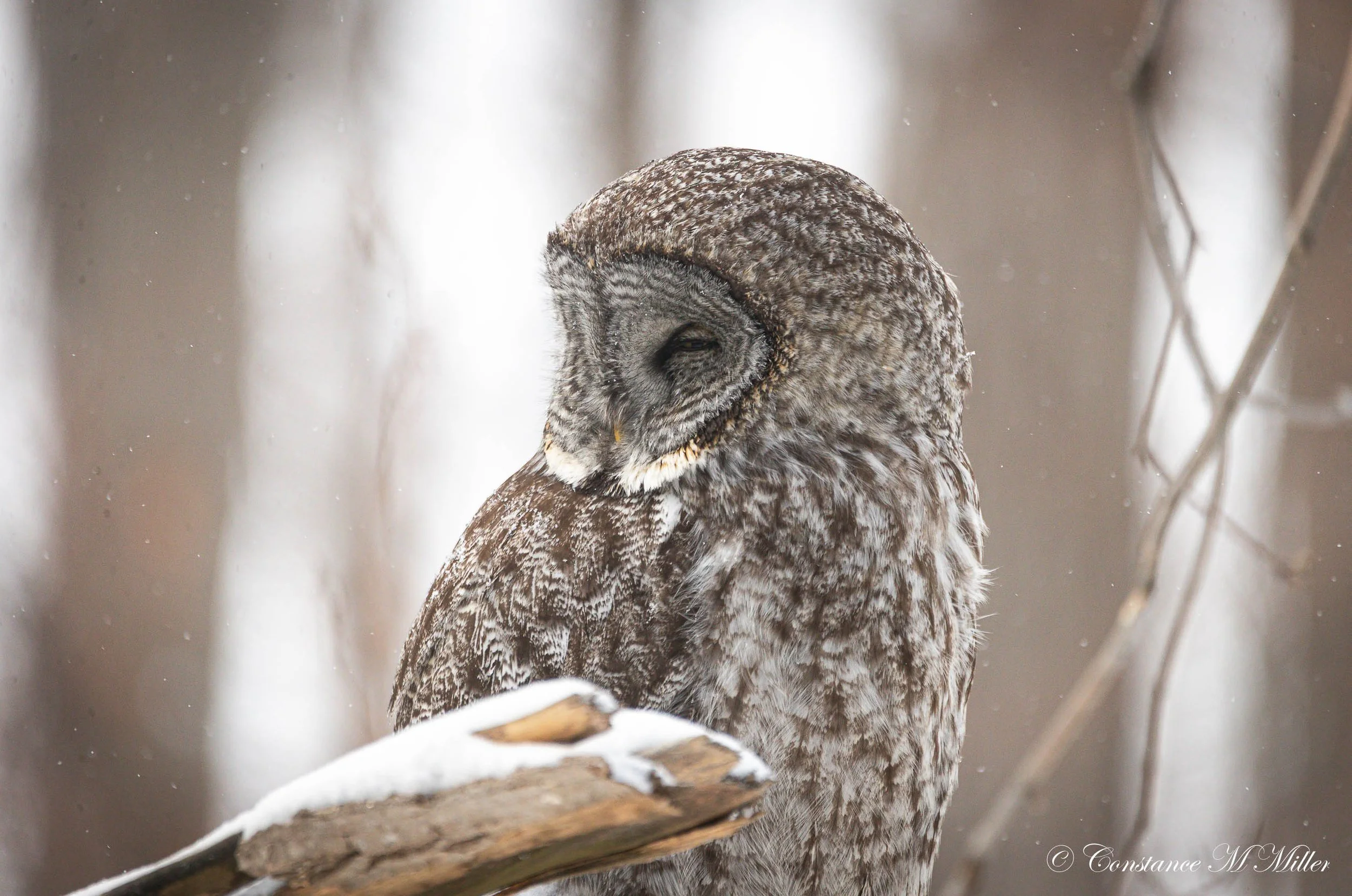 Great Gray Owl 3.jpg