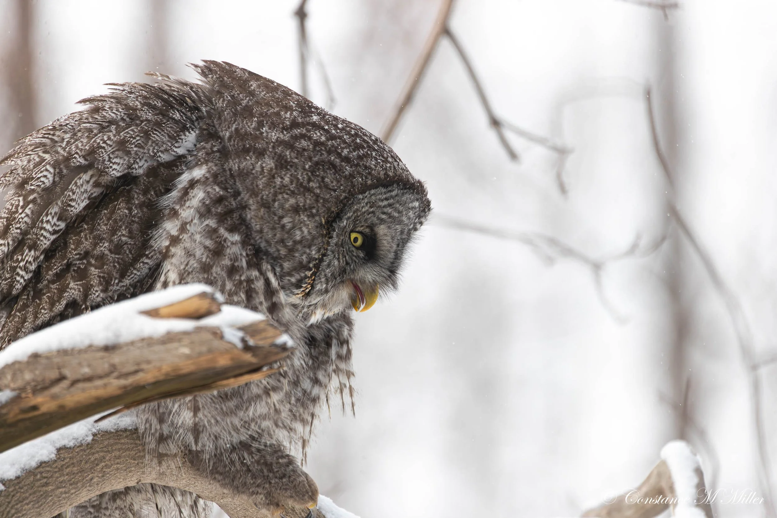 Great Gray Owl 2.jpg