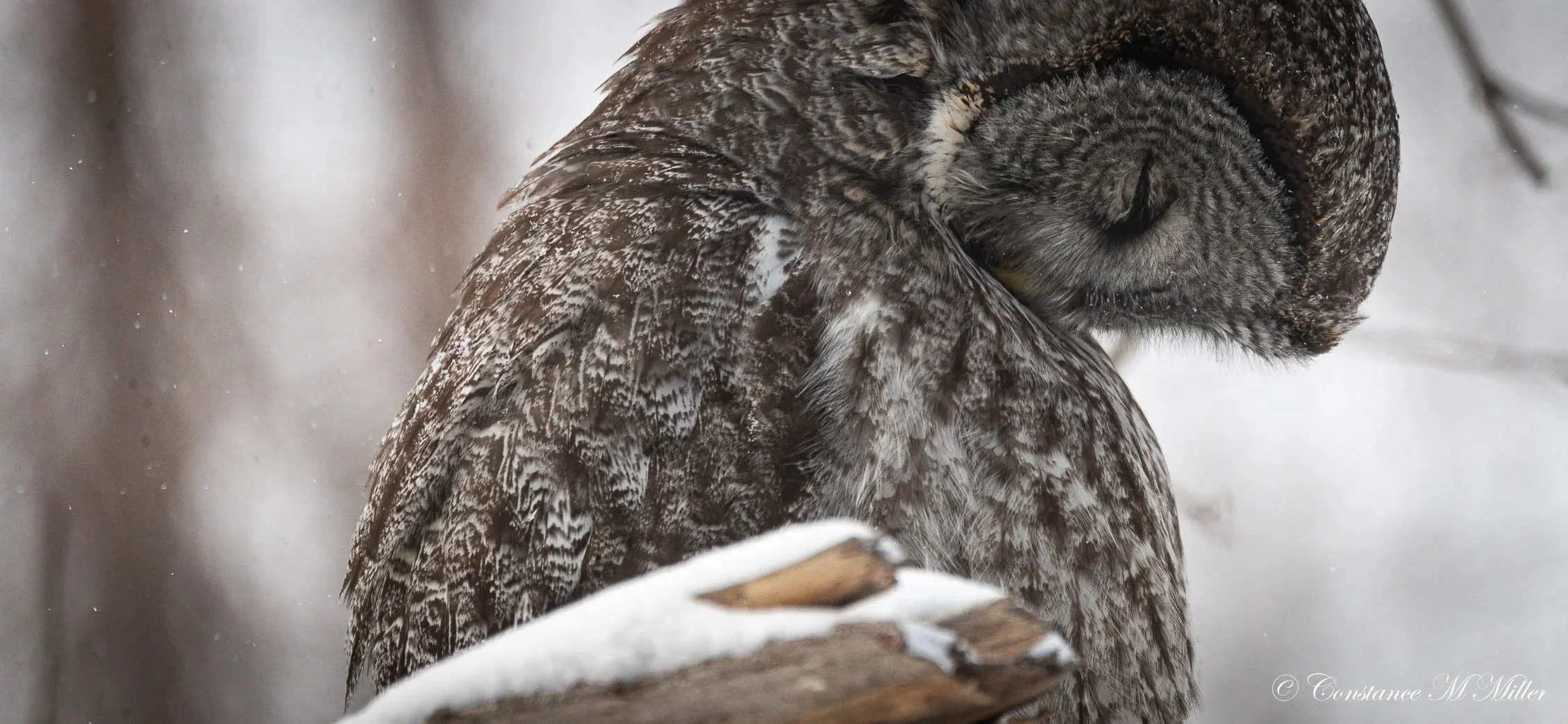 FIBONACCI CONNECTS US ALL 