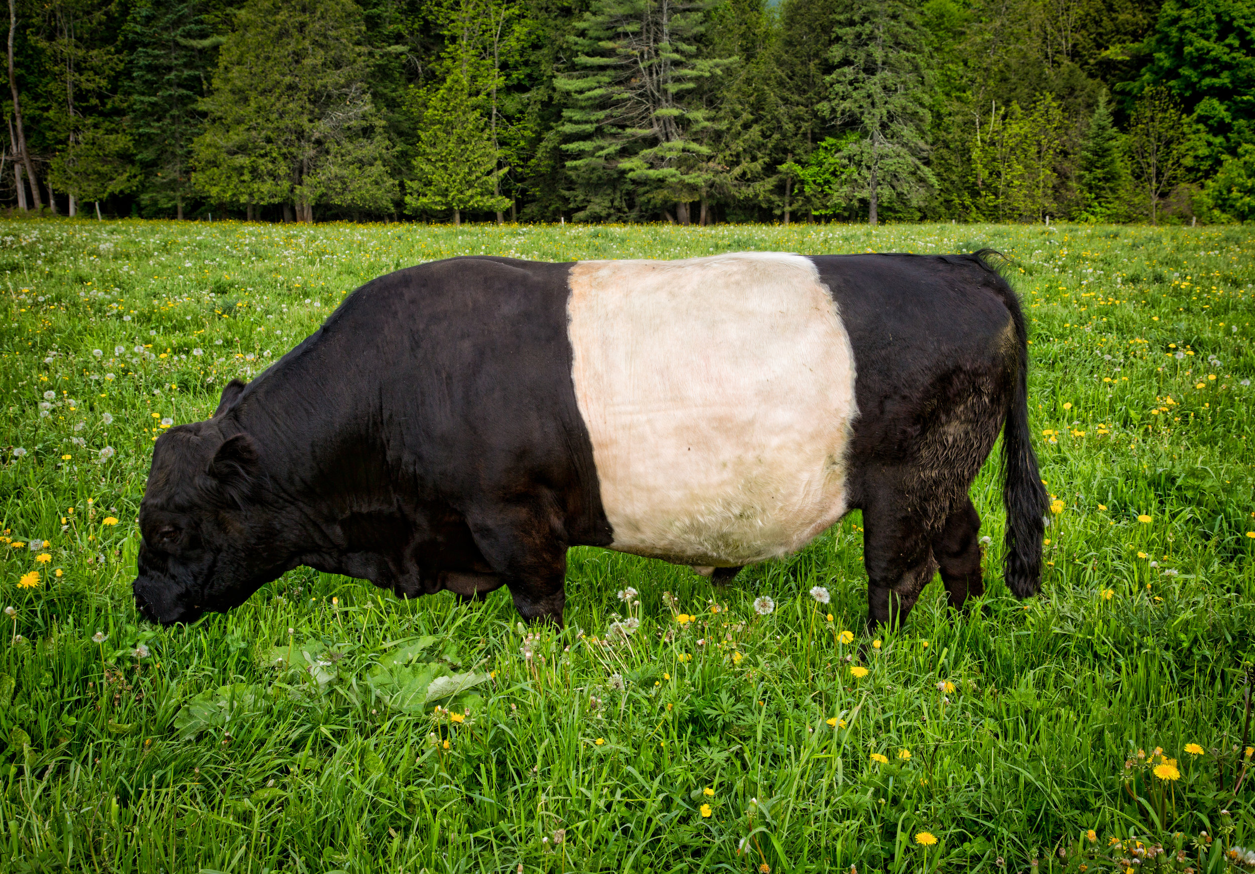 region Reserve gone crazy About Belted Galloway Cattle — Caleamont Farm