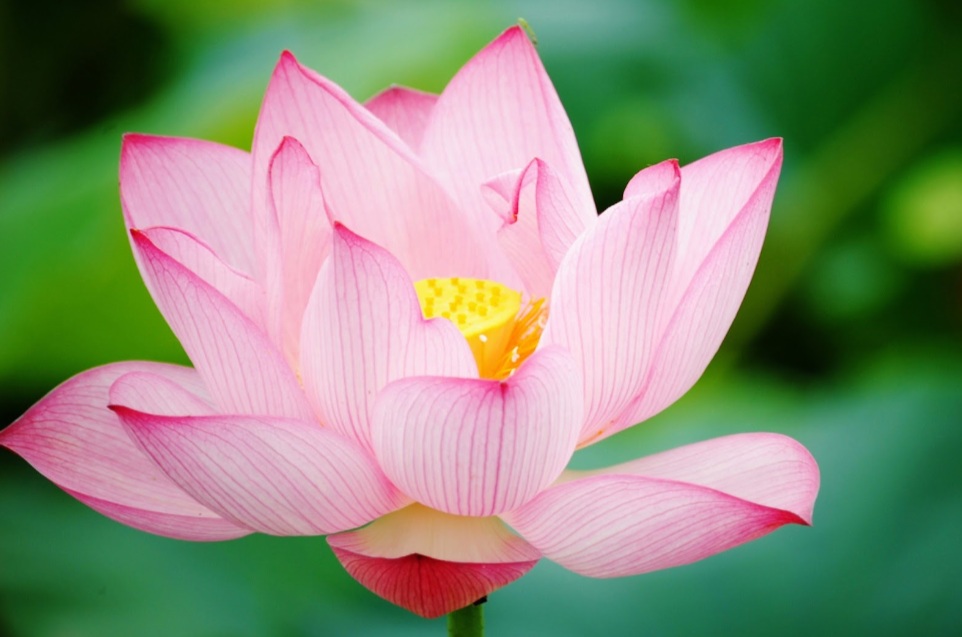 LOTUS FLOWER