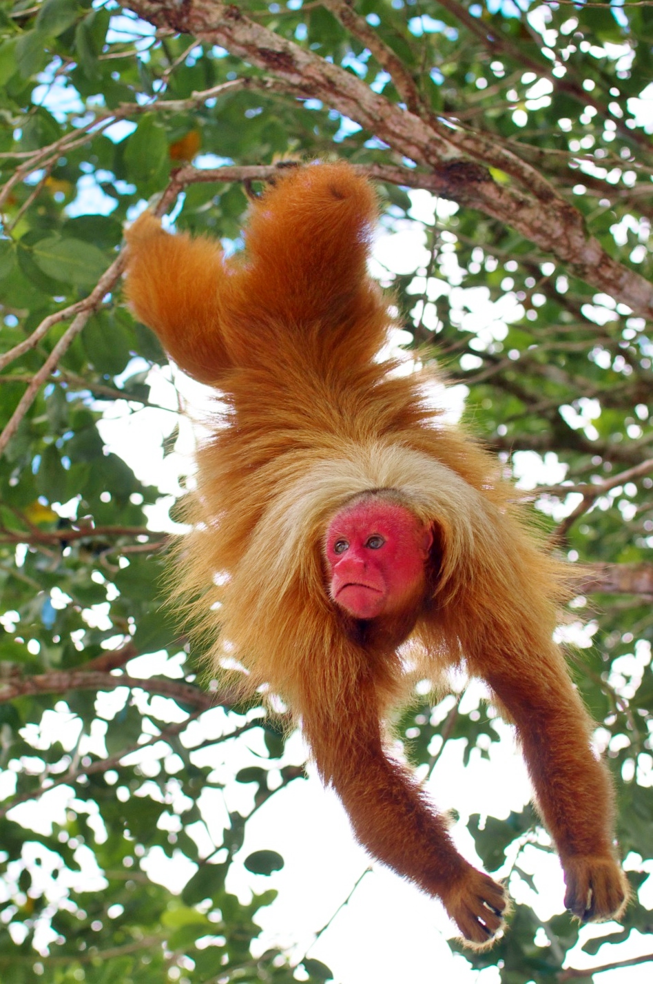 The Red Uakari Monkey, Photo Credit CEDIA, the most amazing monkey I have ever seen!