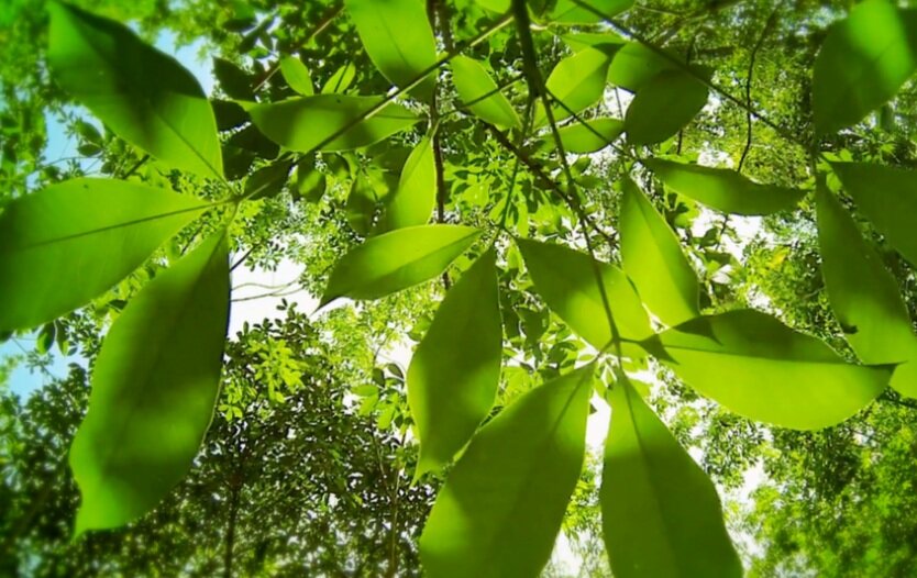 Sunlight through the leaves of the Rubber Trees.
