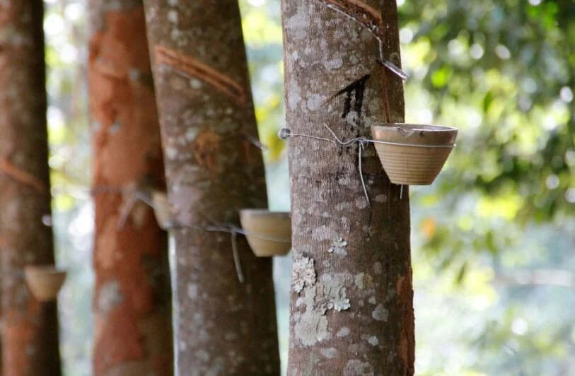 The Rubber Tree or Cao Su ‘Hevea Brasiliensis’