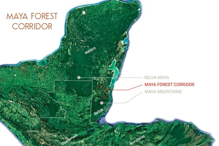 CONFIANZA EN LA SELVA TROPICAL