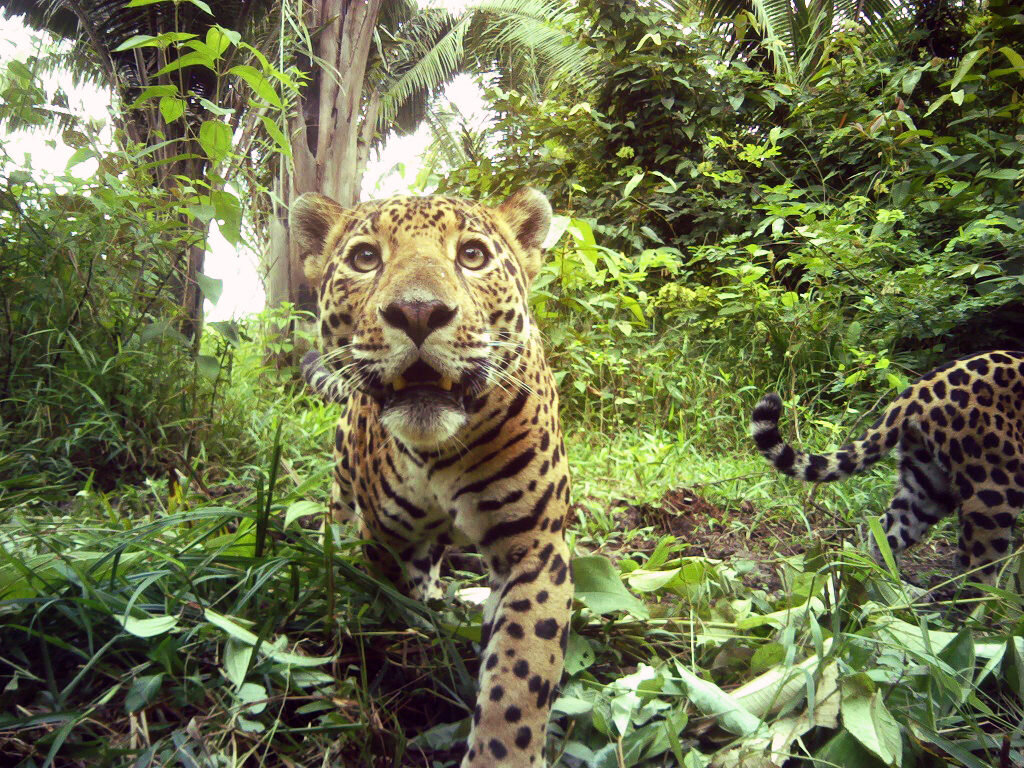The Jaguars of Belize, photo credit: Panthera