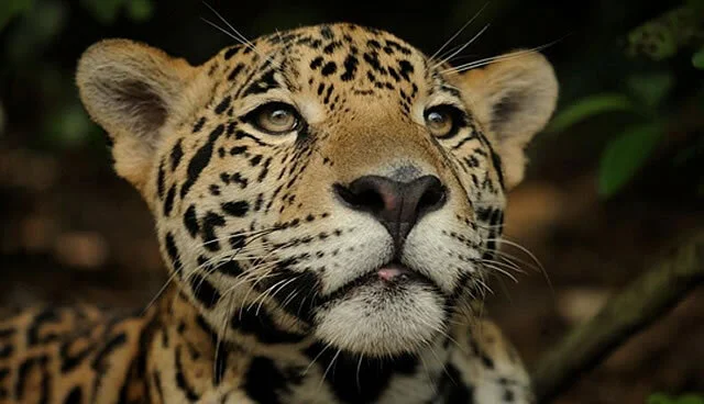 El Jaguar en Belice - Crédito de la foto Panthera
