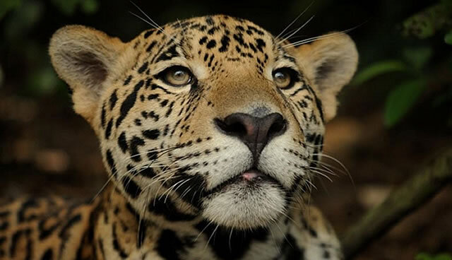 The Jaguar in Belize - Photo Credit Panthera