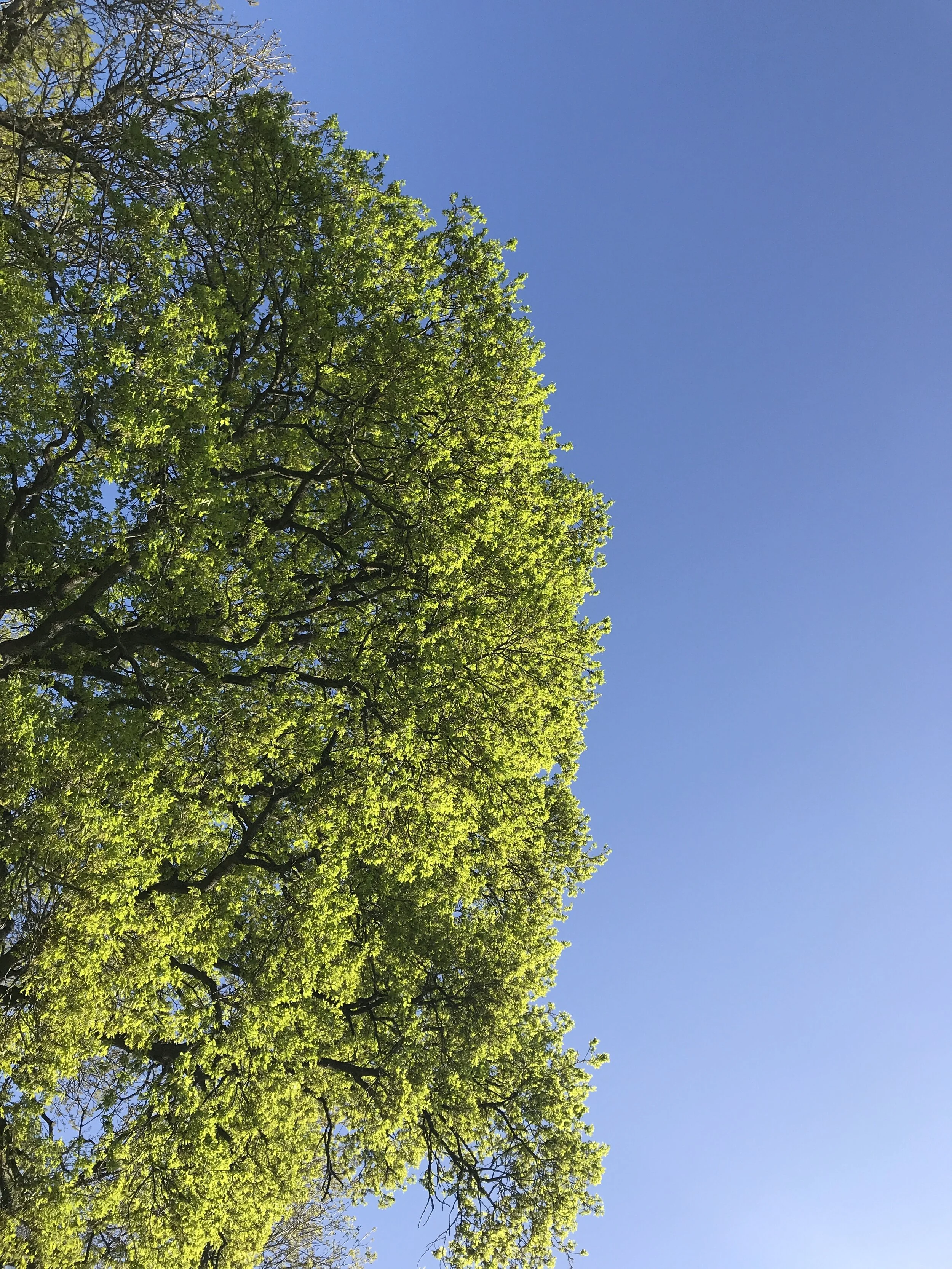 The trees on my walk to the artist studio.