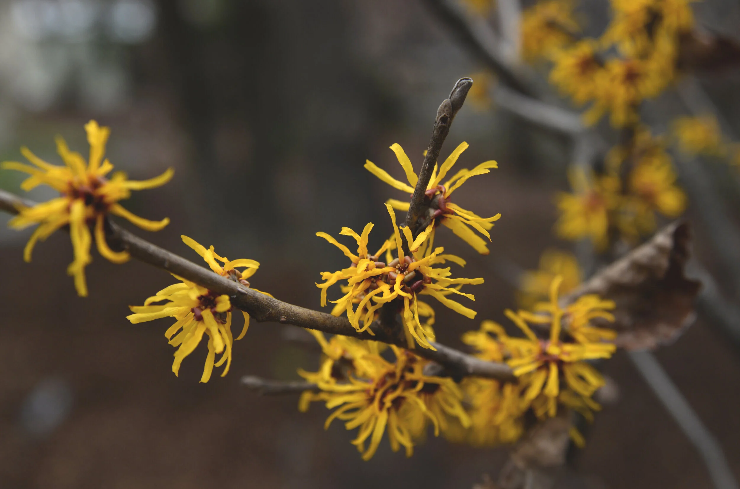 Witch Hazel Tree