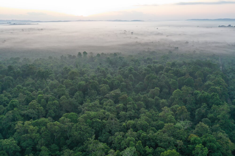 More than 200,000 acres of Rainforest are lost every day.