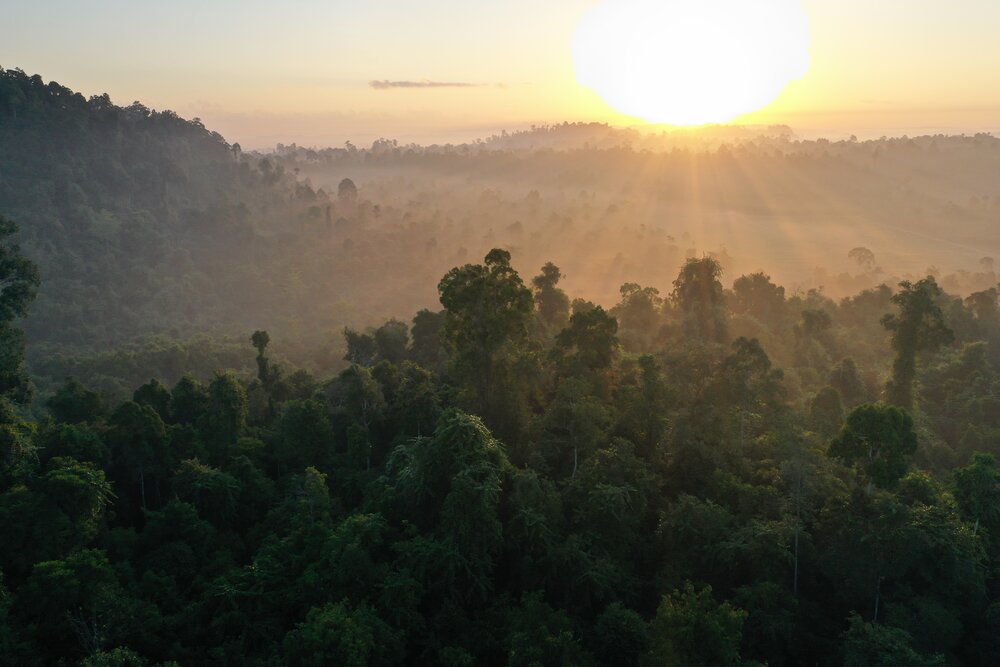 Rainforest Landscape by Rainforest Trust