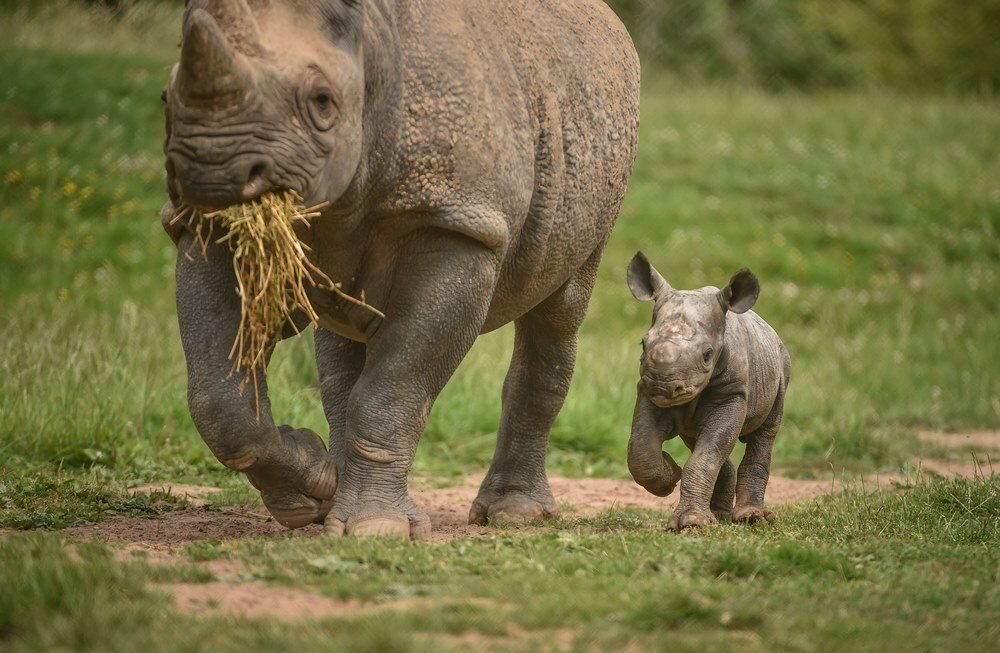 Chester Zoo’s Black Rhino Residents