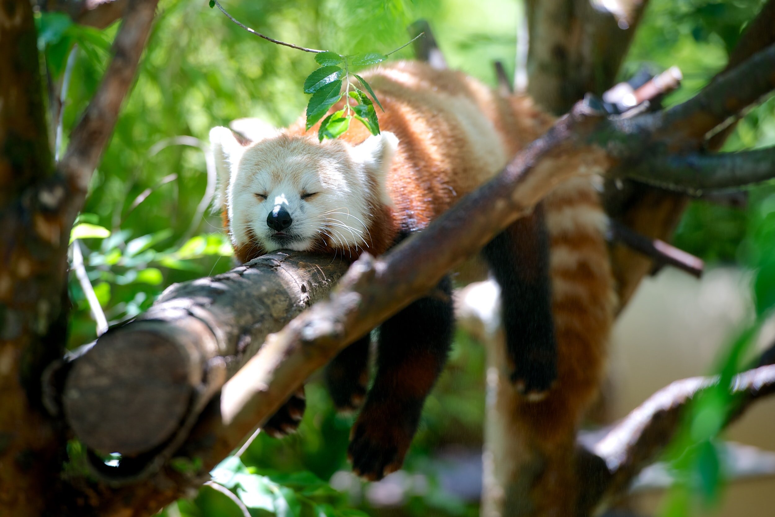 So lovely Red Pandas…