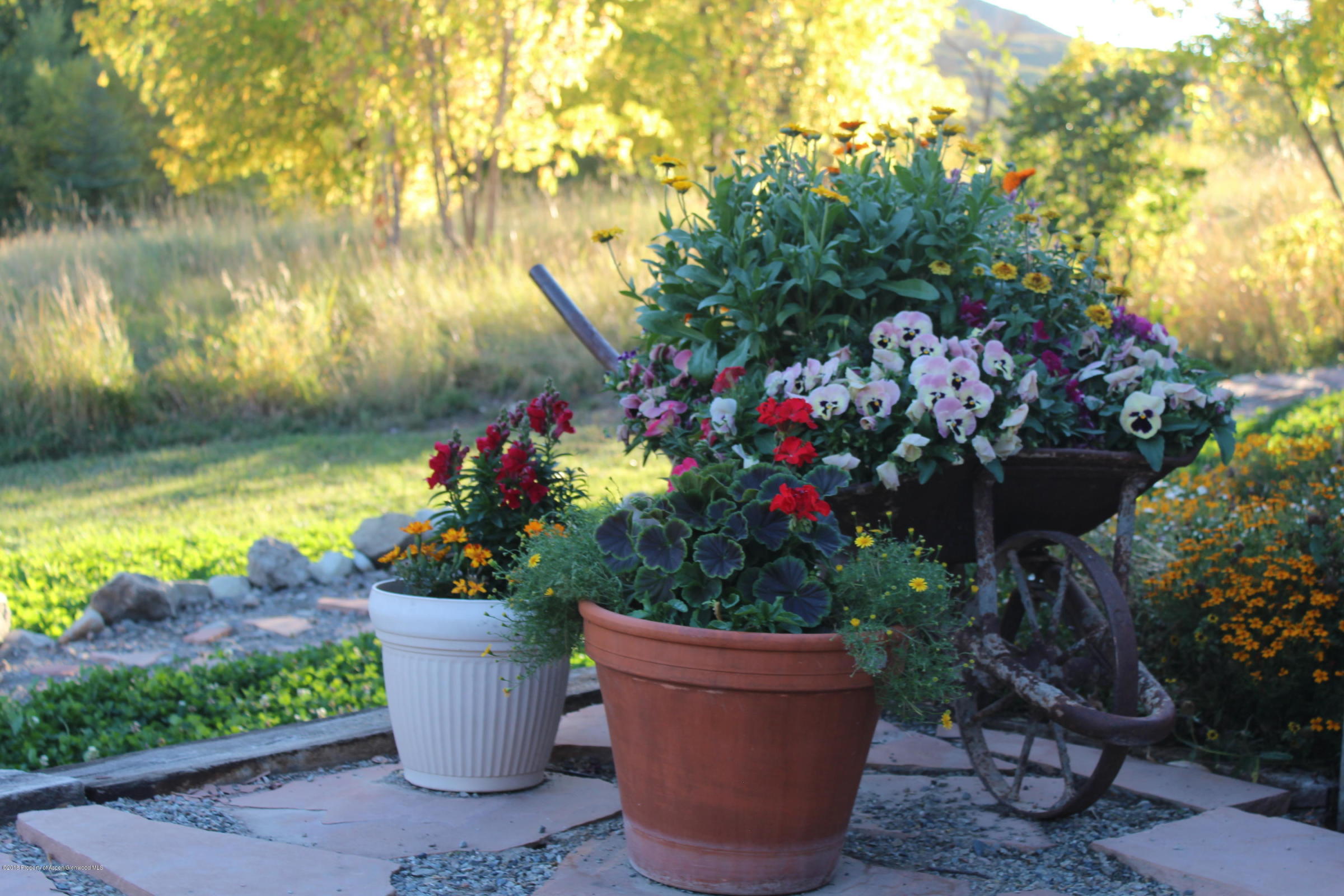 Garden Flowers