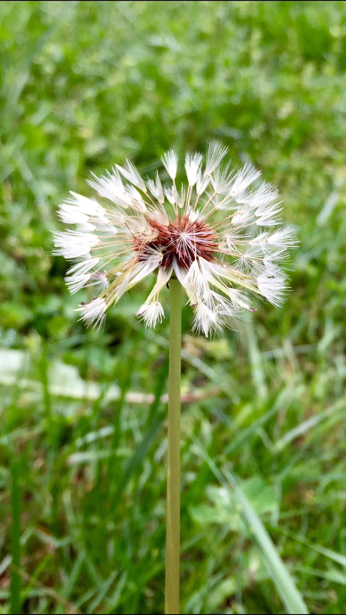 Service at the park (Saturday)