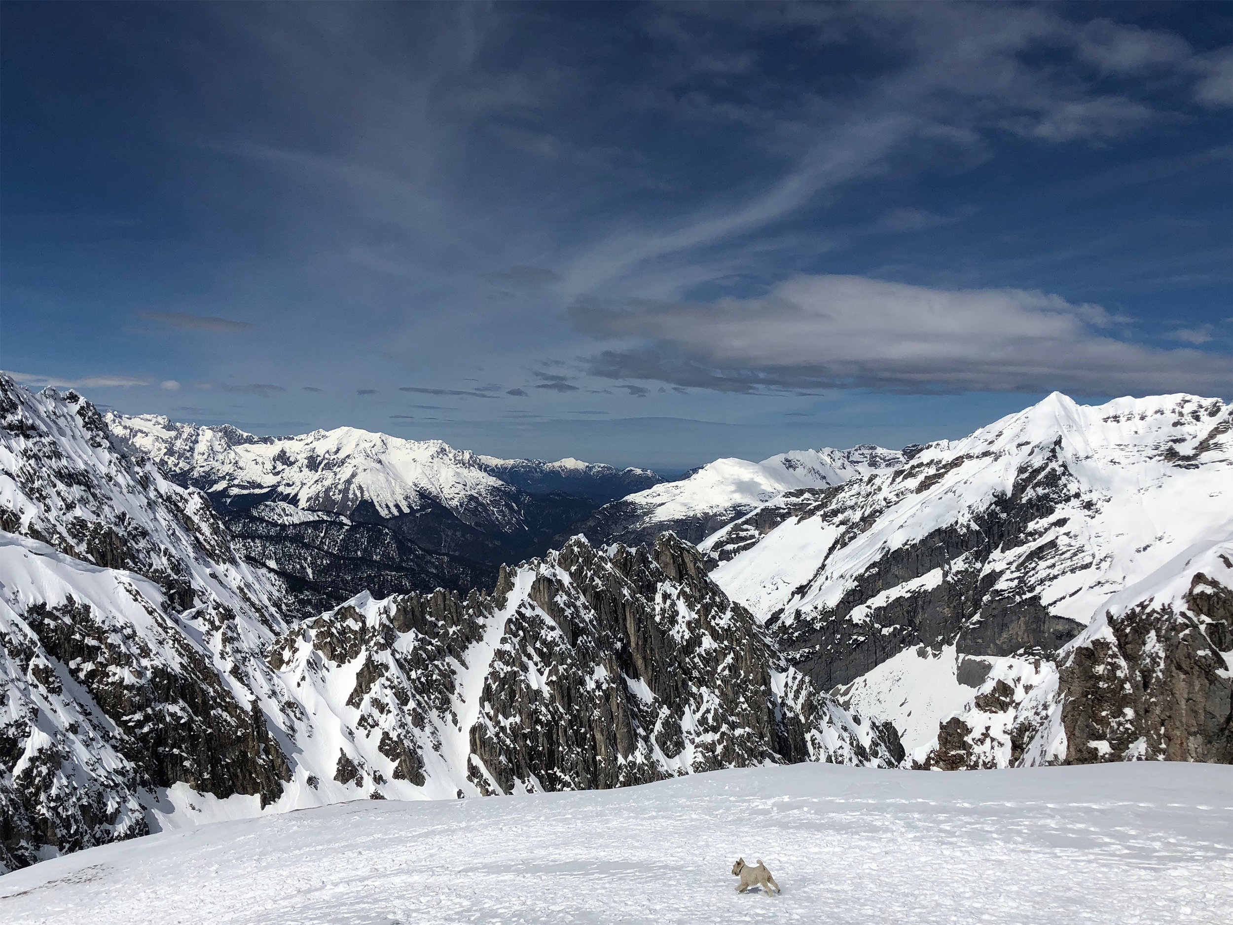 “Dog on Mountain” Hafelekar Peak. Tyrol, Austria