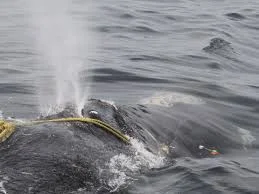 A right whale entangled in fishing rope.