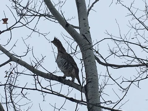 Grouse Jan 5 2019.jpg