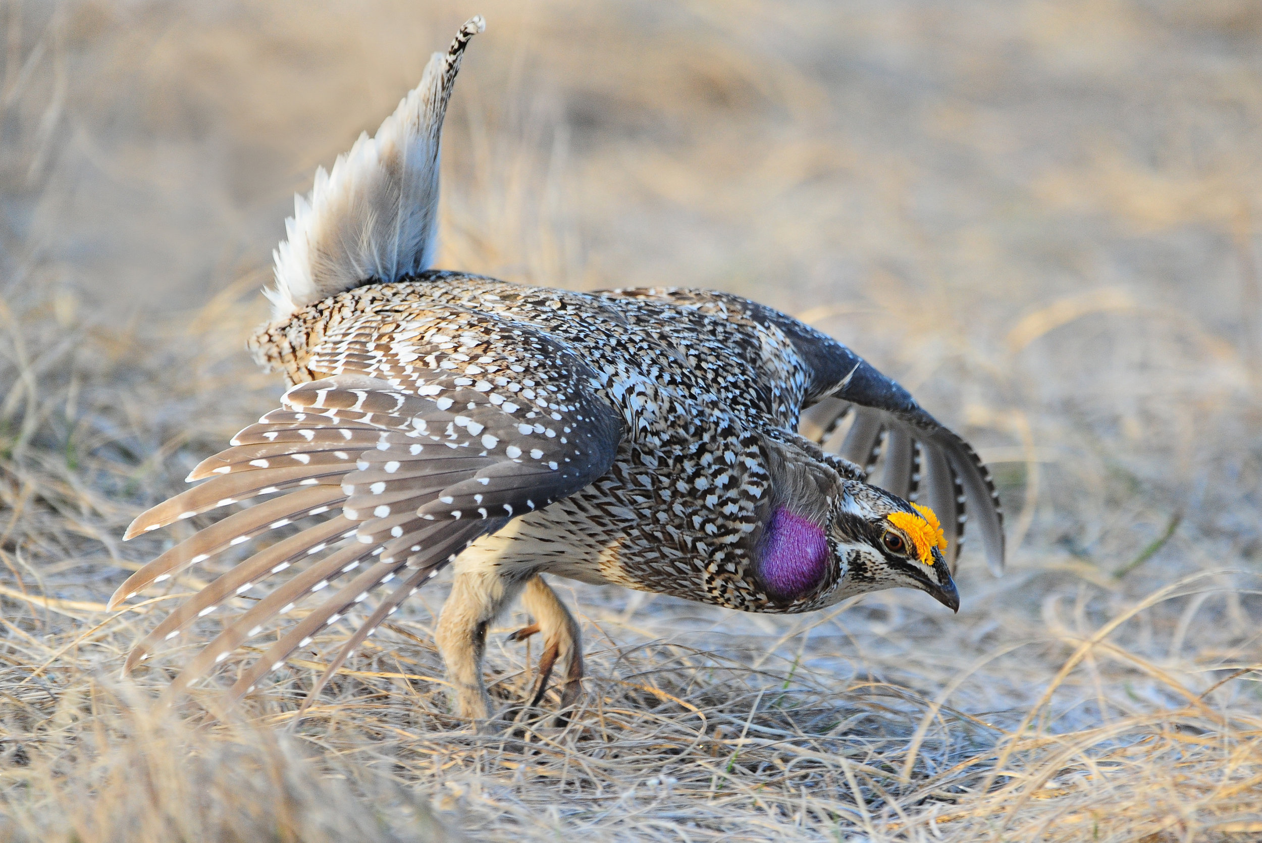 Sharp_taile_Grouse.jpg