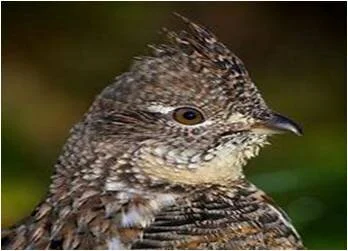BRING BACK THE GROUSE 2020 Continues