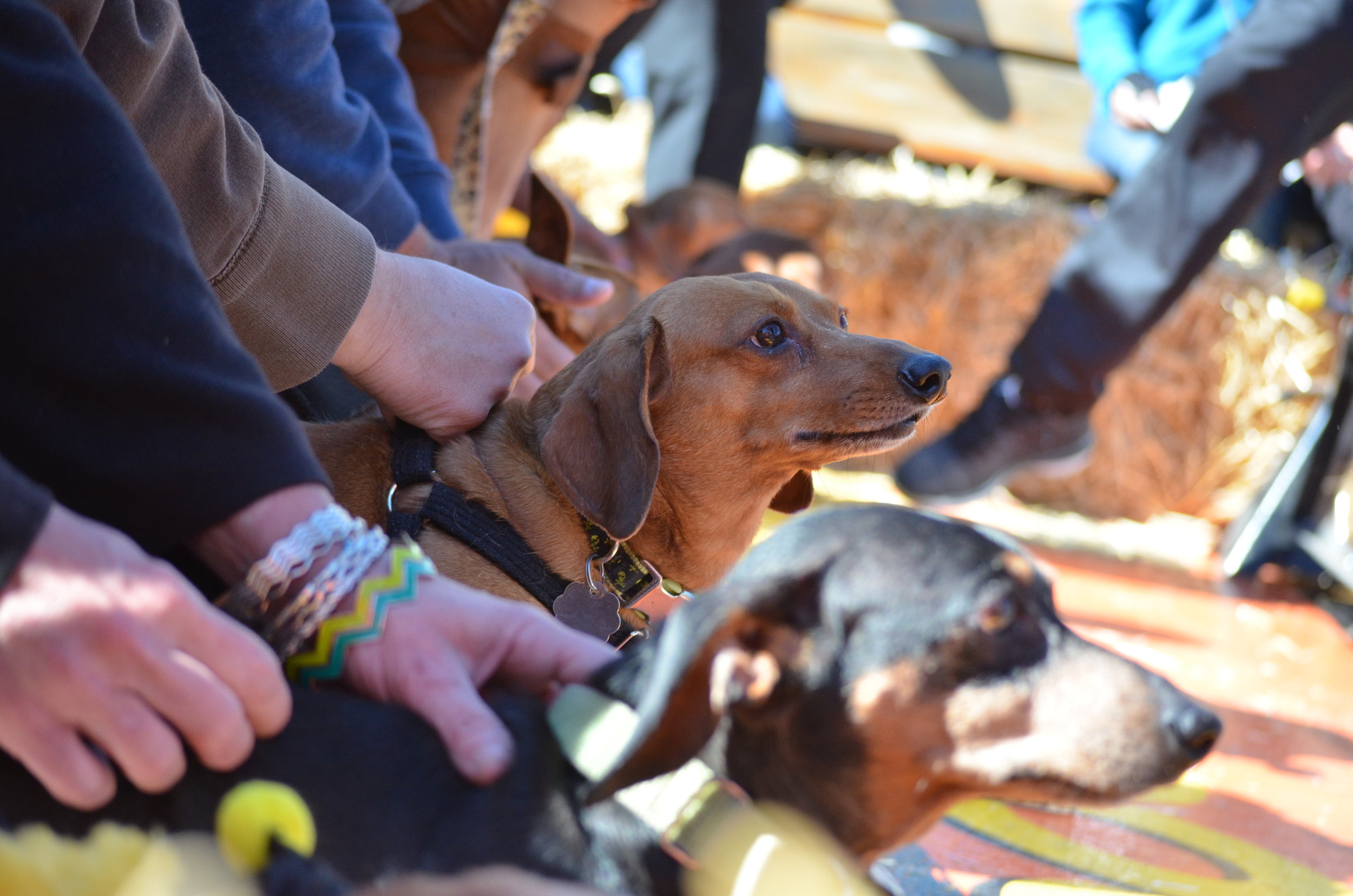 Wiener Dog Race — Woosterfest