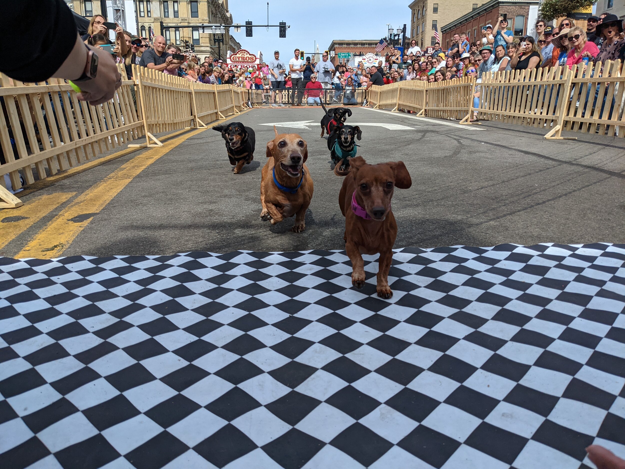 Wiener Dog Race — Woosterfest