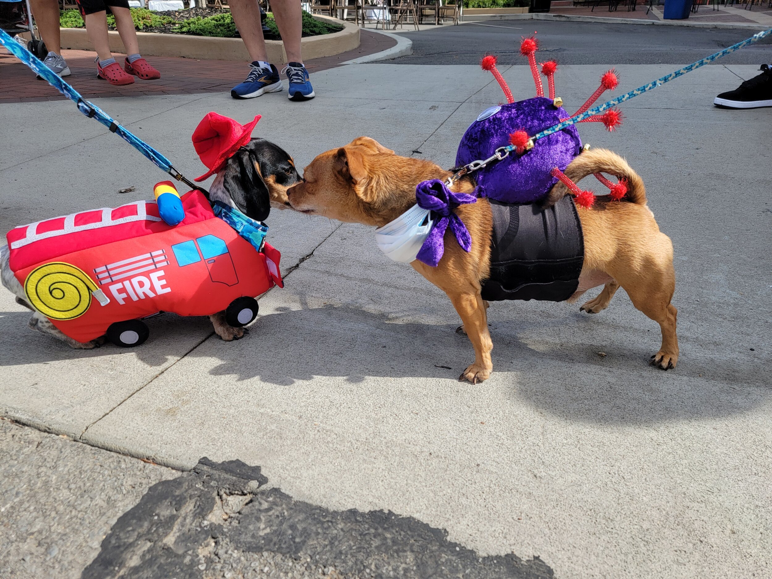 Wiener Dog Race — Woosterfest