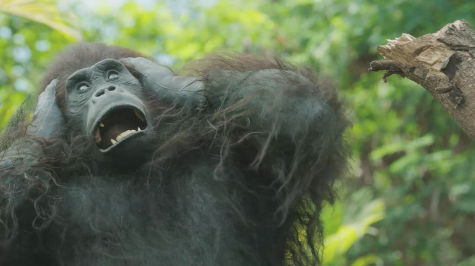 Screen Shot 2018-06-24 at 12.46.31 pm.png