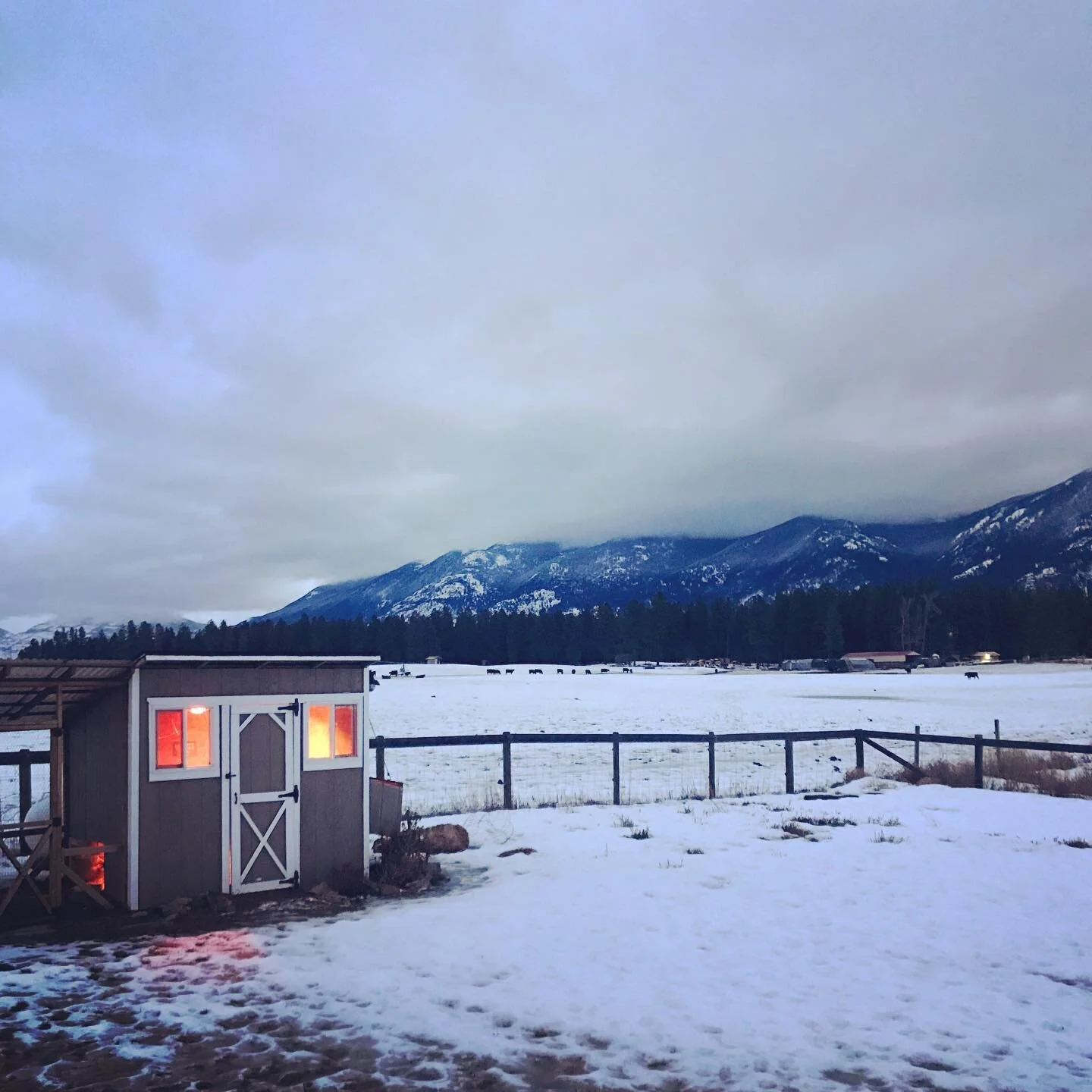 Chickens up, cows up, kids up- Morning roll call in Montana. @mcgauleypatrick @alindsey17