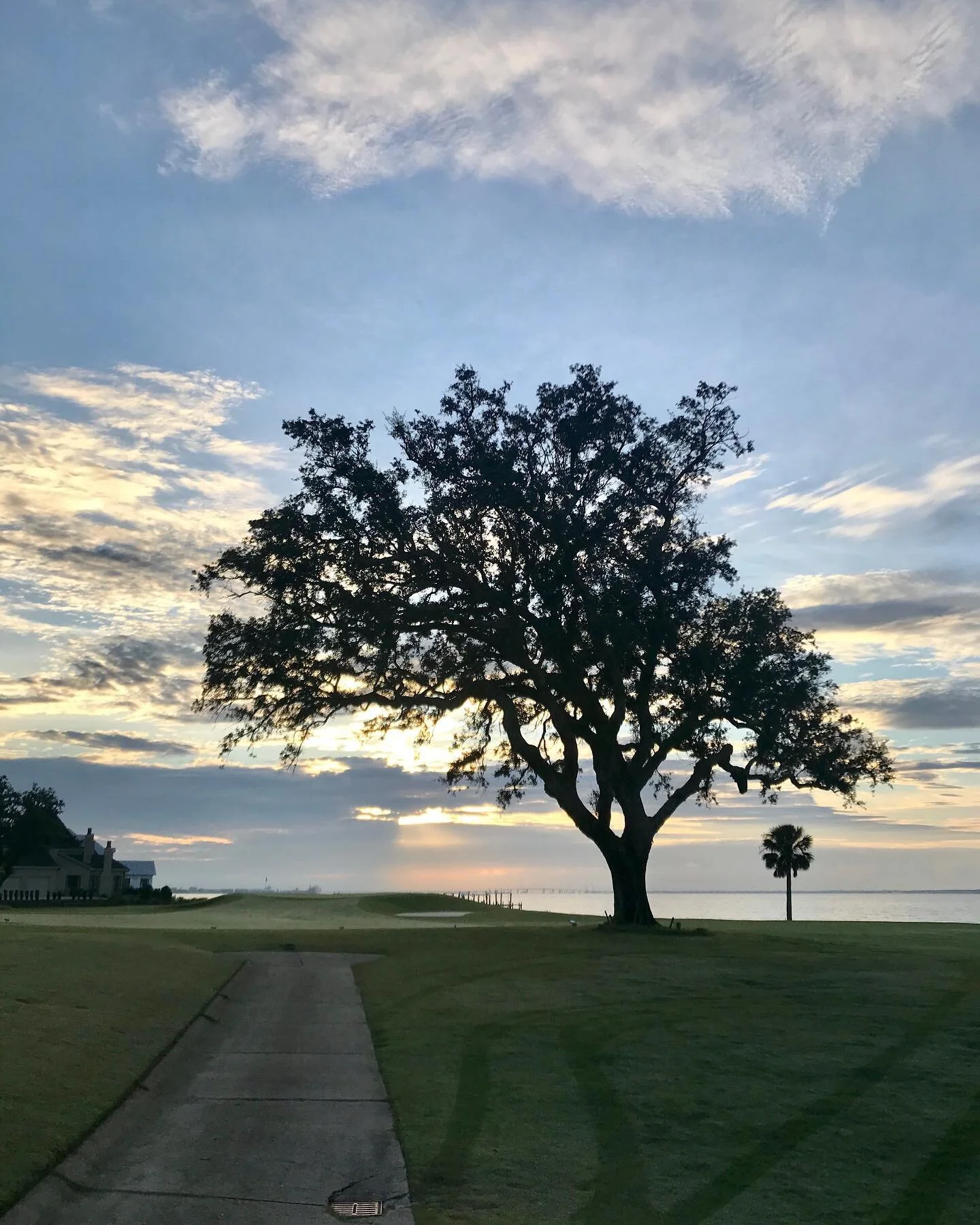 I love how that palm looks like a little lawn ornament next to its big leafy neighbor- a swirly pinwheel you could just pick up and tuck into your bag. I saw these two this morning at sun-up and wondered what they chat about all day? Current events (
