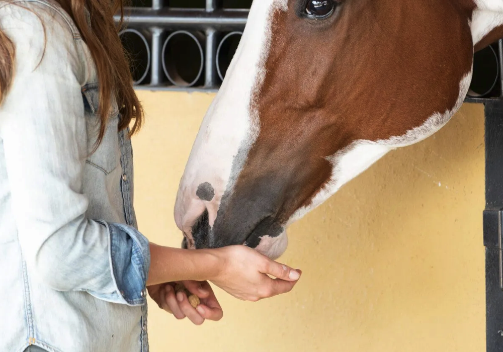 Los Vaqueros Horseback Riding