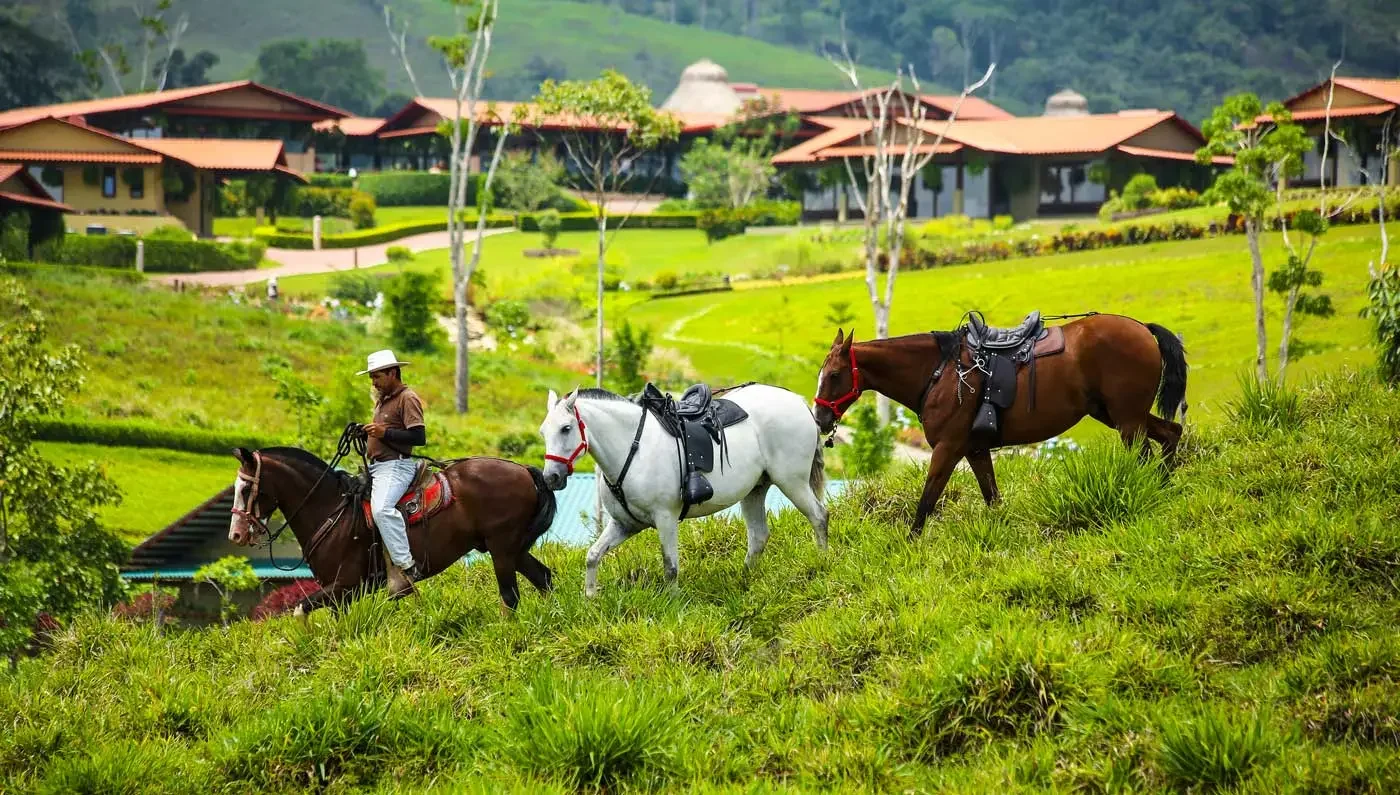 hacienda-alta-gracia-horses-in-field.jpg.webp