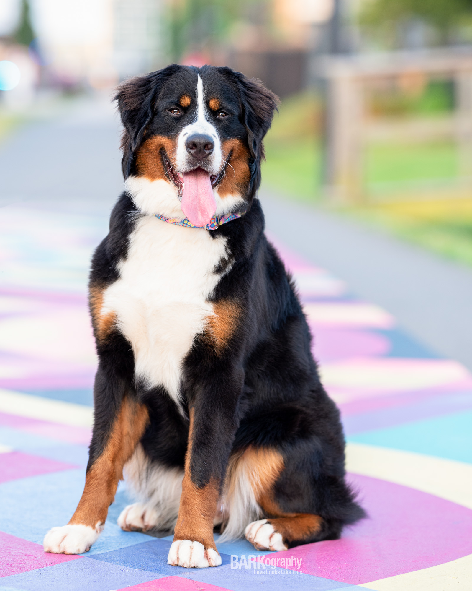 Charlotte North Carolina dog walkers