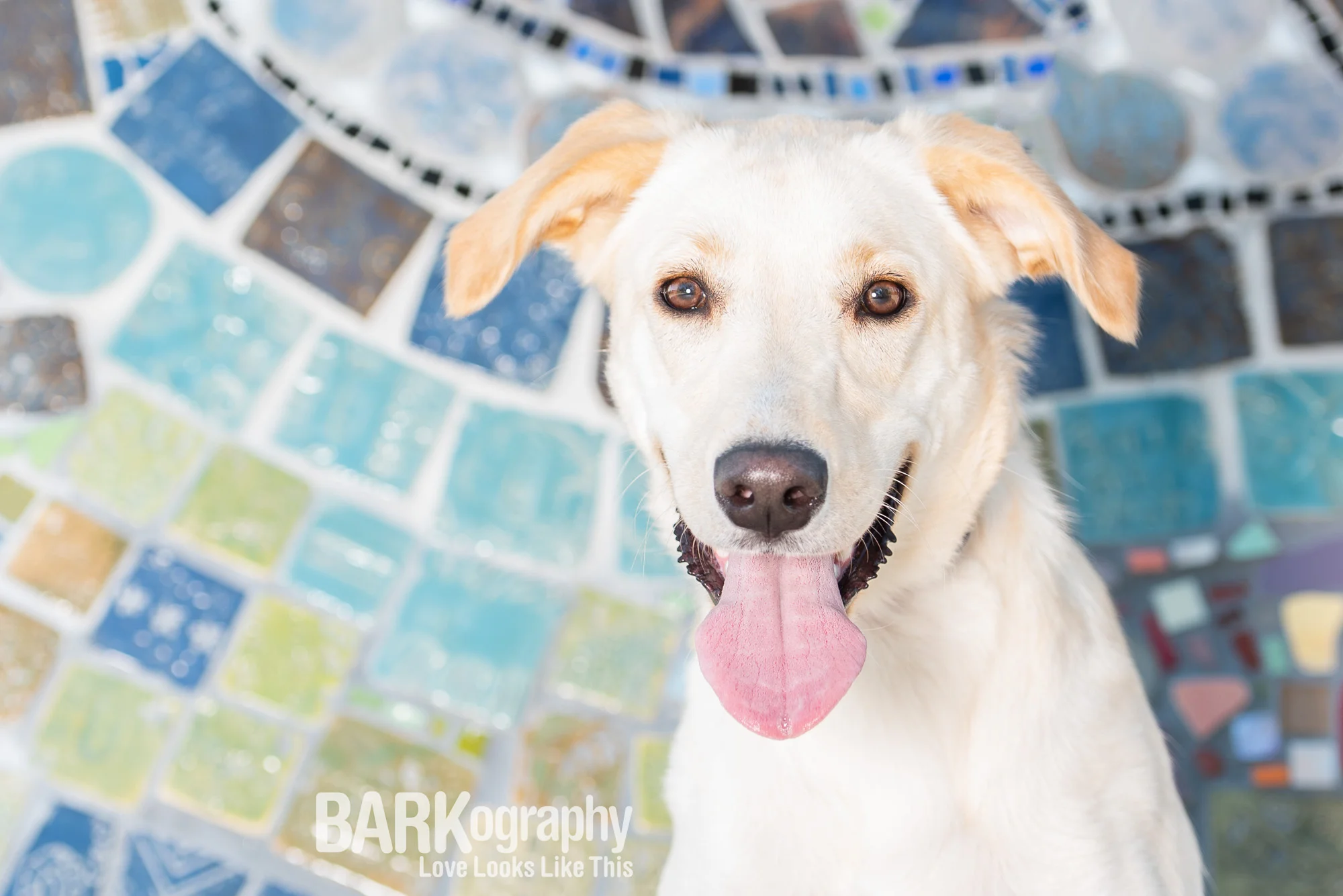 Frozen Treats for your Pup