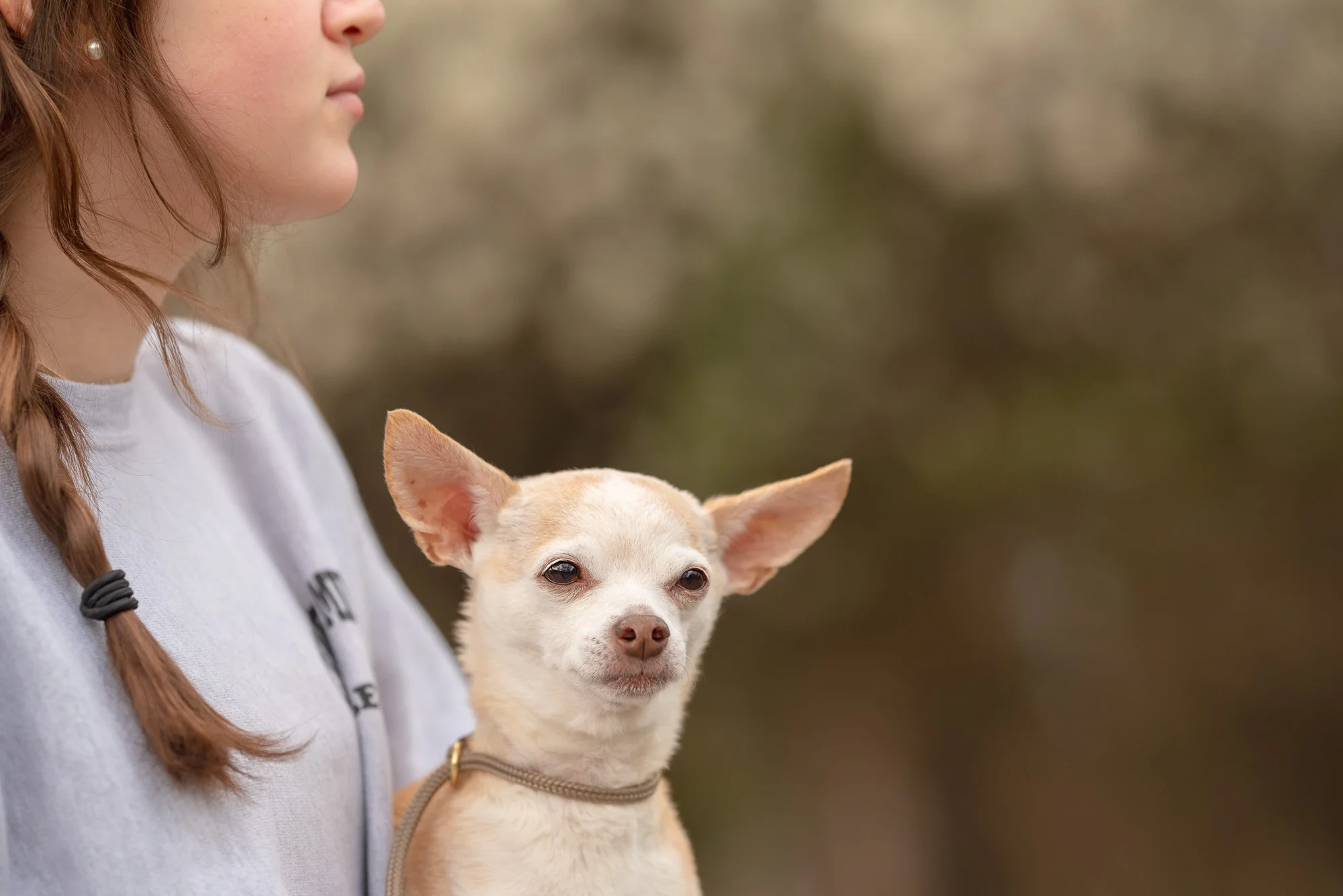 chihuahua pet sitter