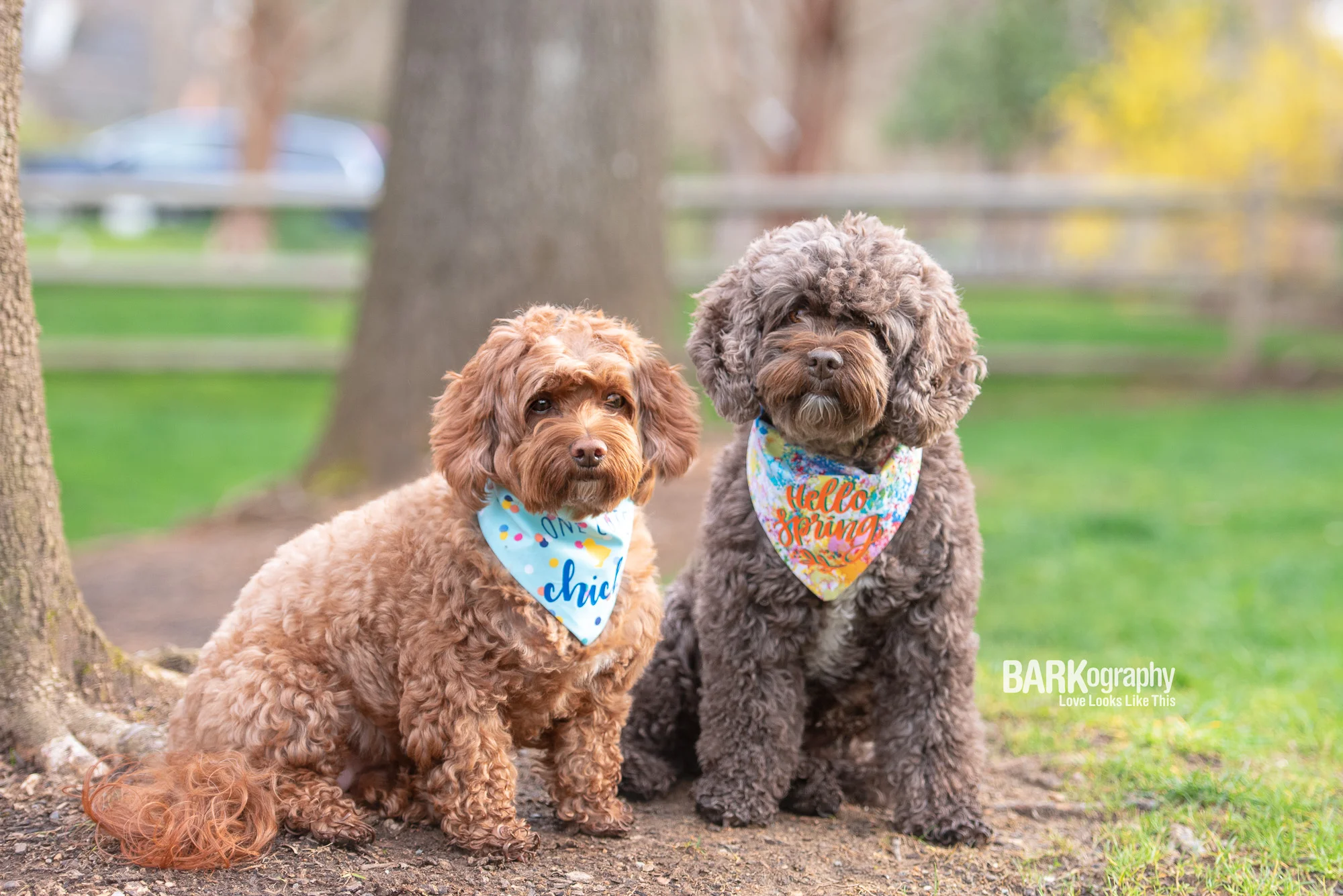 dog walker Southpark Charlotte NC