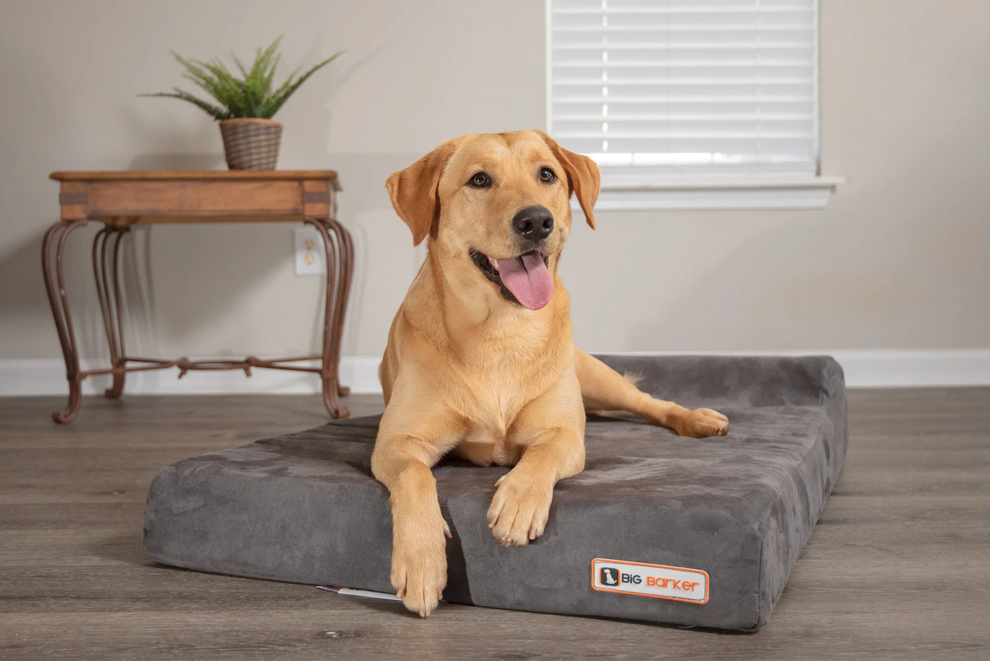 This Dog Walker's Dog Bed Recommendation